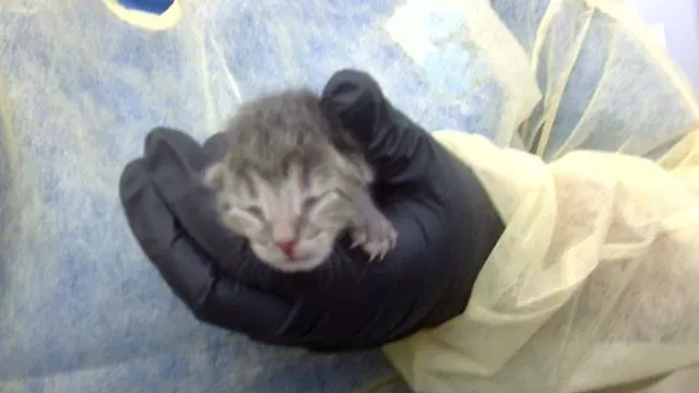 Kitten - Domestic Medium Hair