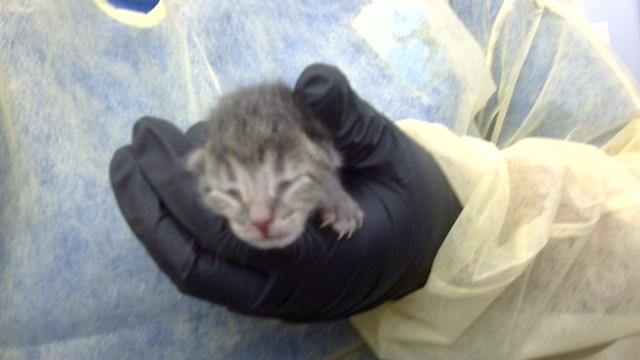 Kitten
