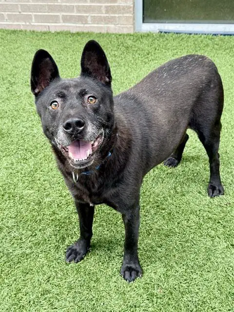 Hunter - Akita
