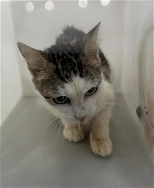 Jess - Domestic Short Hair