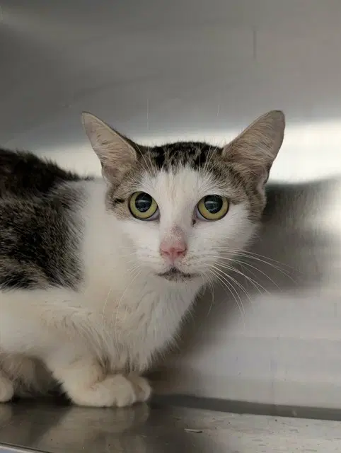 Jess - Domestic Short Hair