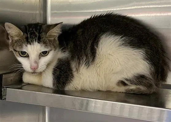Jess - Domestic Short Hair