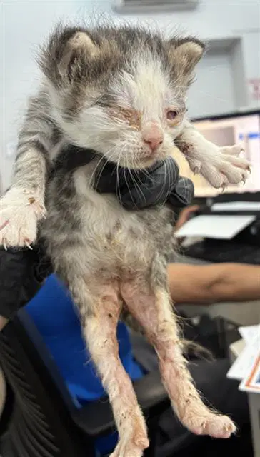 Aries - Domestic Short Hair