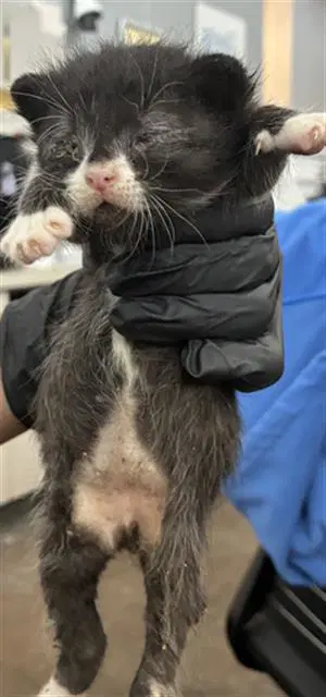 Sailor - Domestic Short Hair