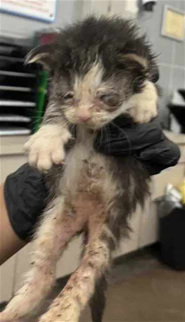 Patch - Domestic Short Hair