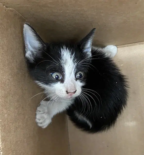 Tux - Domestic Short Hair
