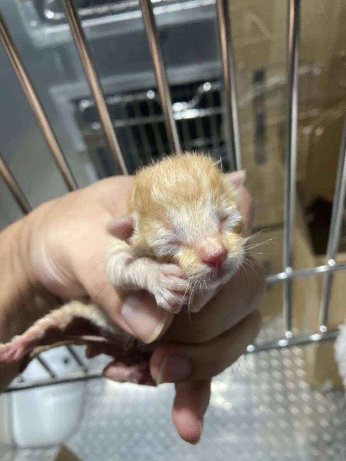 Pyros - Domestic Short Hair