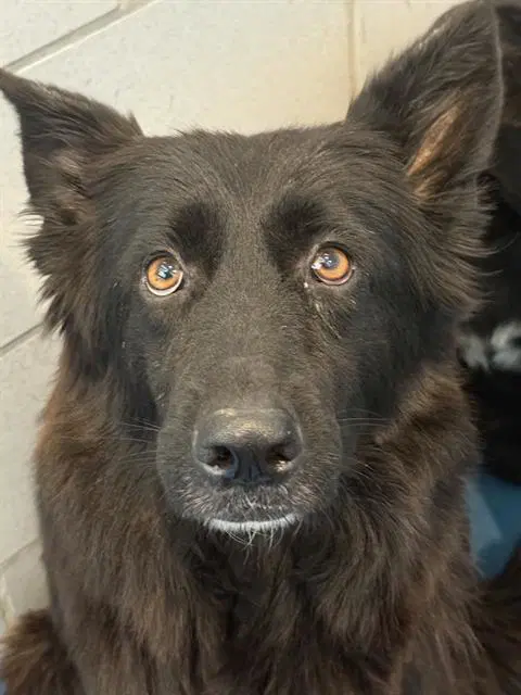 Cardi-B - German Shepherd Dog