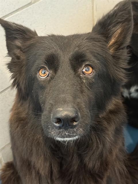 CARDI-B, a dog for adoption from Dallas Animal Services