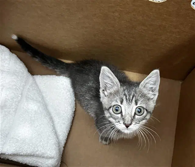 Scottie - Domestic Medium Hair