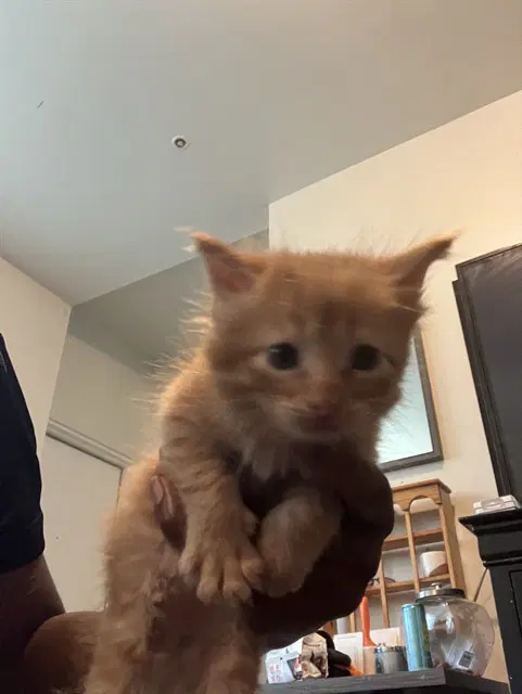 Hiku - Domestic Short Hair