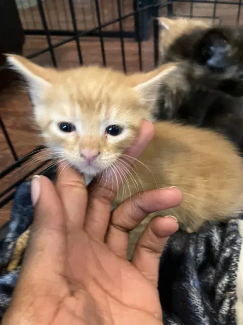 Hatchin - Domestic Short Hair