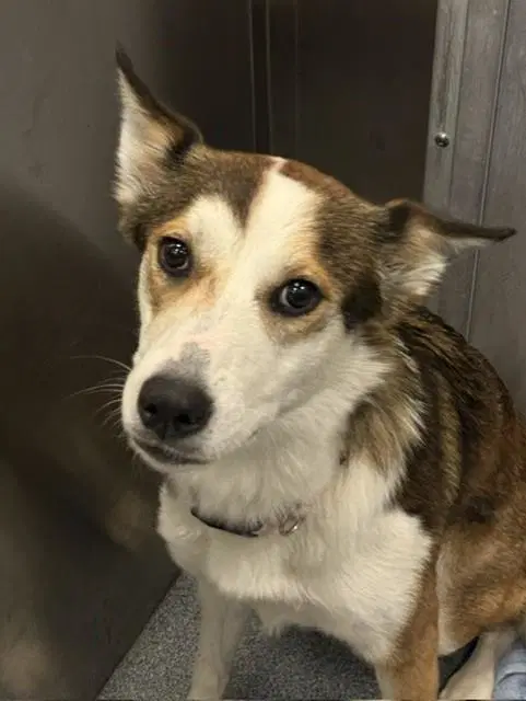 Lily - Husky
