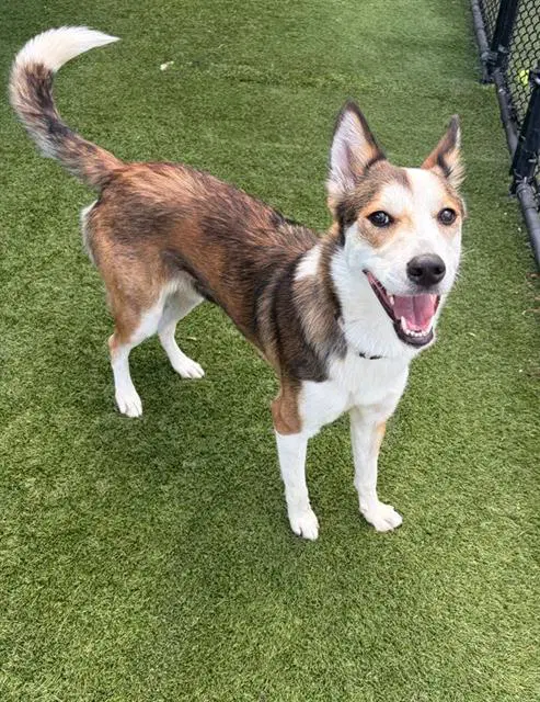 Lily - Husky
