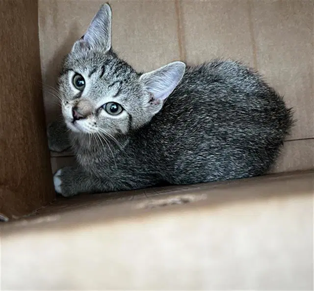 Duchess - Domestic Short Hair