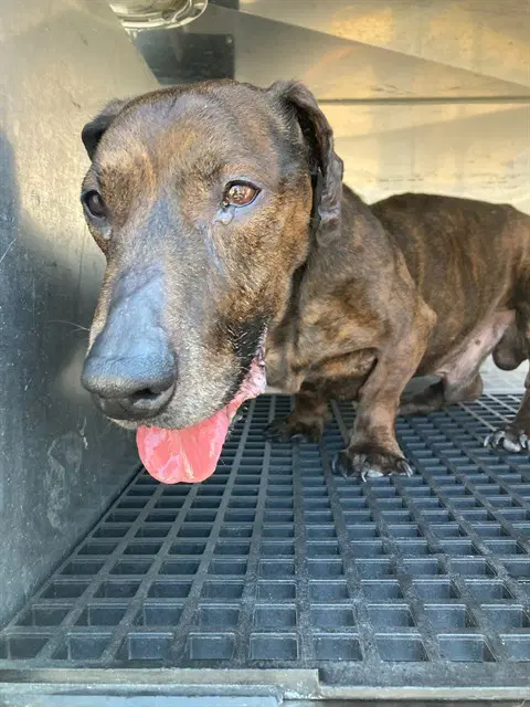 Ronnie - Dachshund