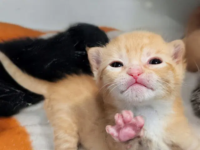 Tigger - Domestic Short Hair