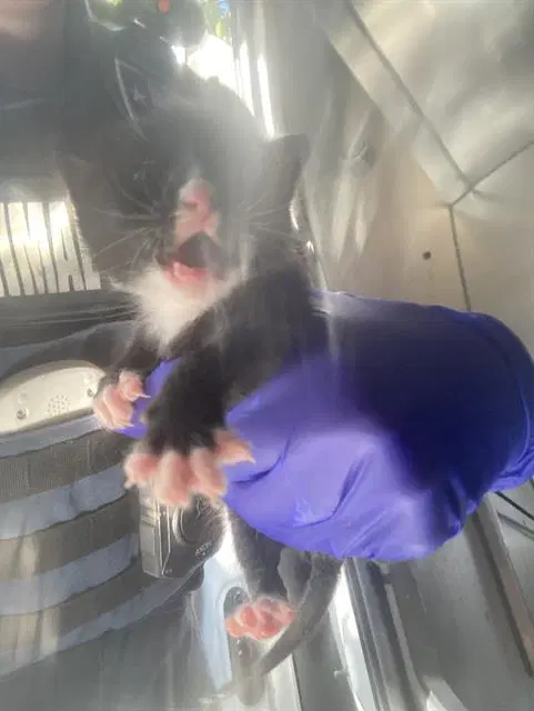 Eeyore - Domestic Short Hair