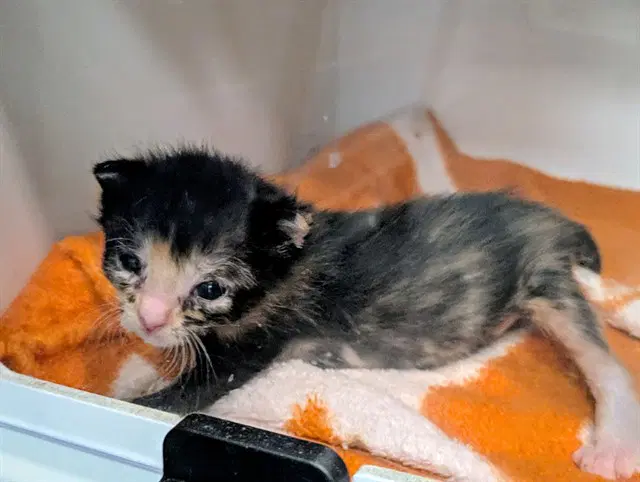 Kanga - Domestic Short Hair