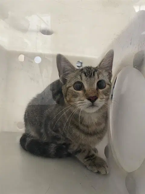 Nick - Domestic Short Hair