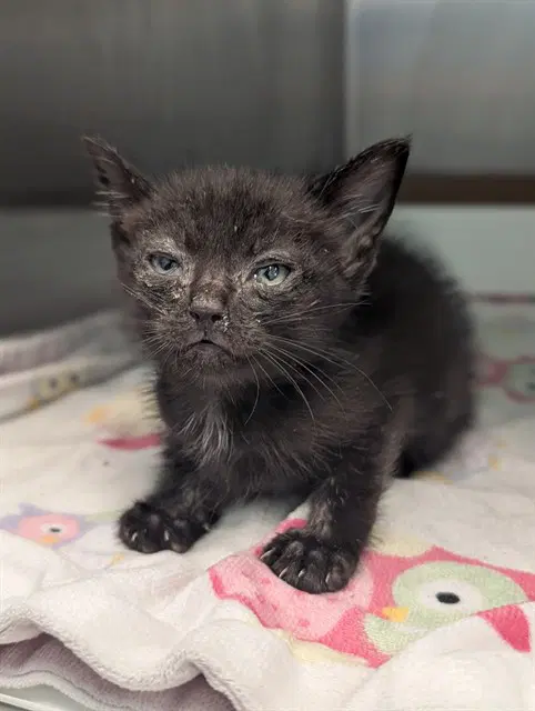 Odessa - Domestic Short Hair