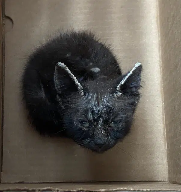 Mcnugget - Domestic Short Hair