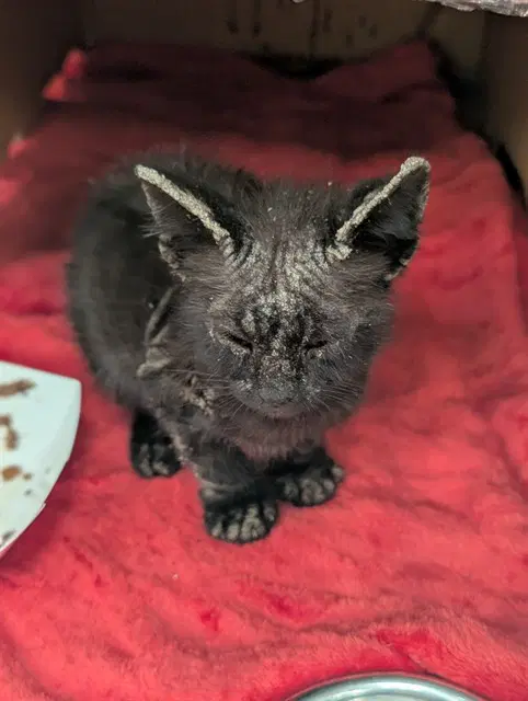 Mcnugget - Domestic Short Hair
