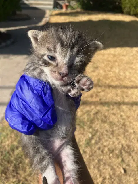 Tally - Domestic Short Hair