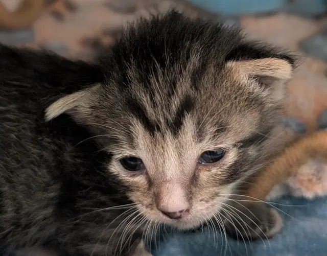 Tally - Domestic Short Hair