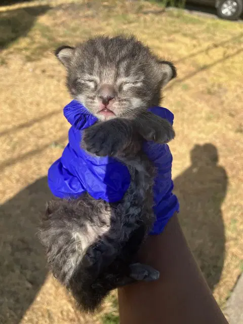 Teddy - Domestic Short Hair