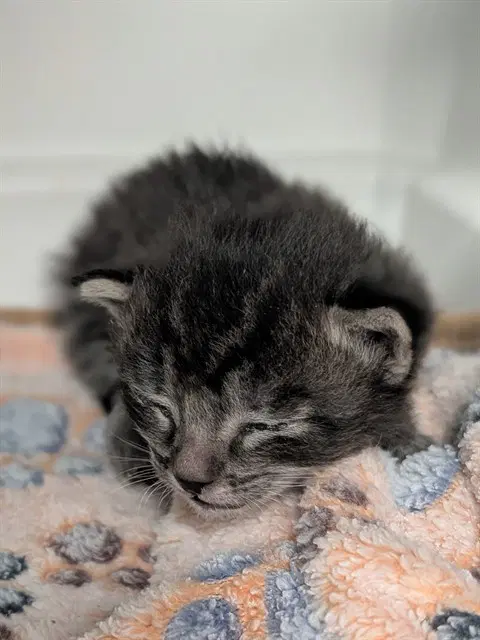 Teddy - Domestic Short Hair
