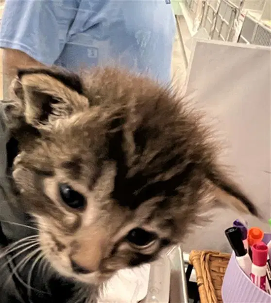 Teddy - Domestic Short Hair