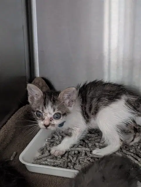 Miley - Domestic Short Hair