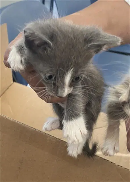 Miles - Domestic Short Hair