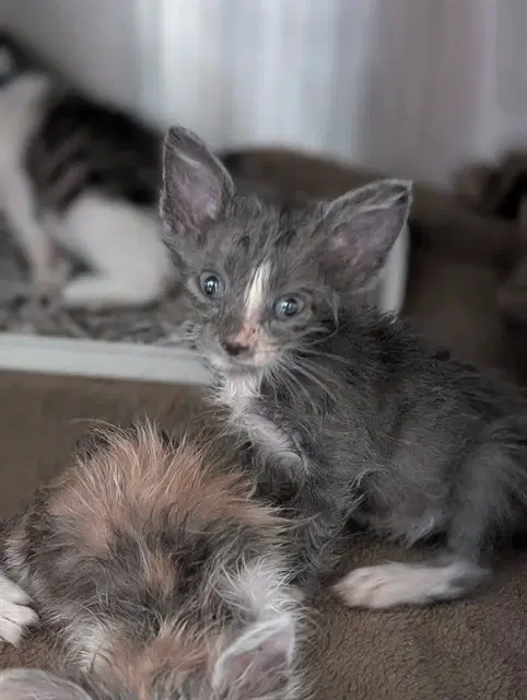 Miles - Domestic Short Hair