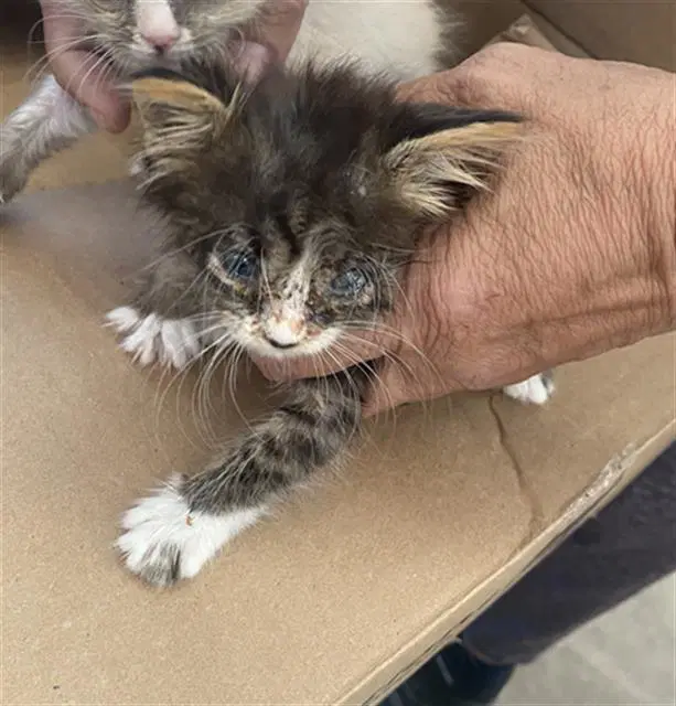 Lily - Domestic Short Hair