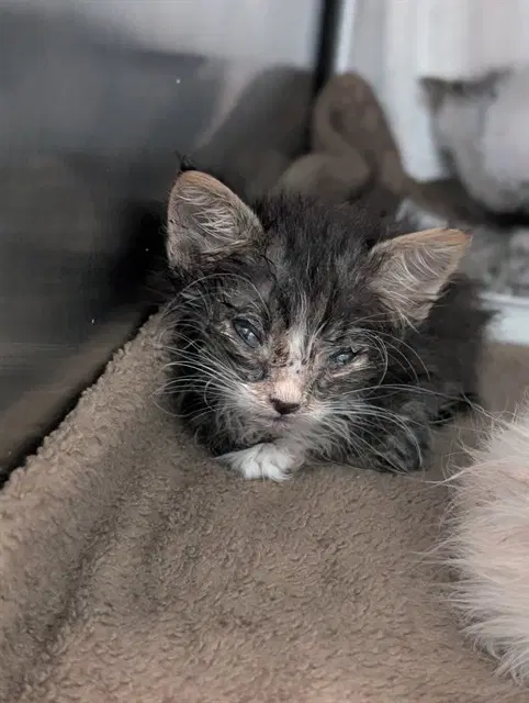 Lily - Domestic Short Hair