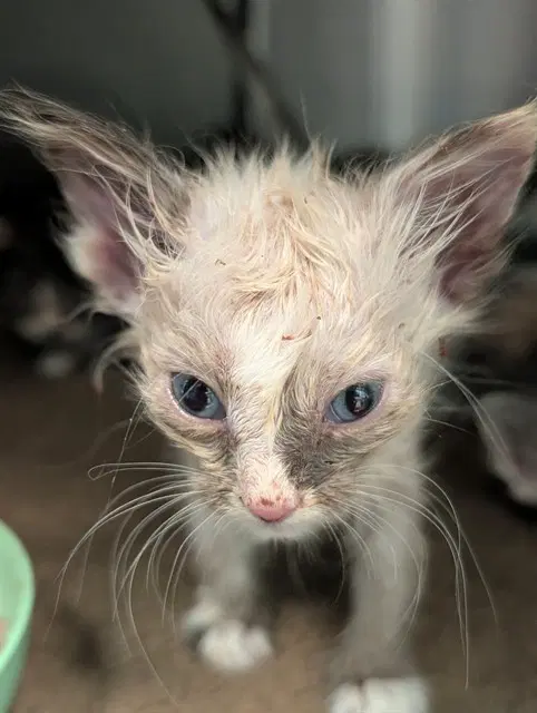 Daniel - Domestic Short Hair