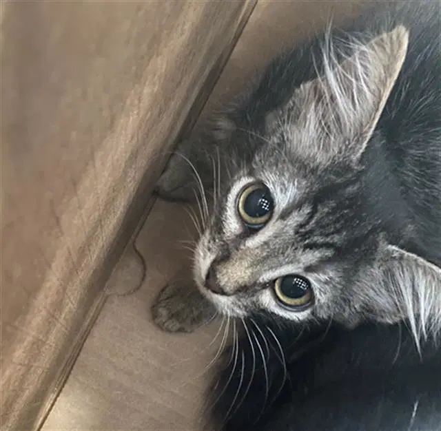 Sammy - Domestic Short Hair