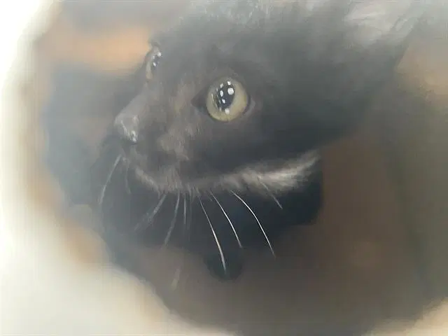 Sam - Domestic Short Hair