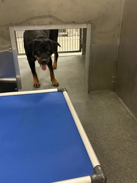 Ava - Rottweiler