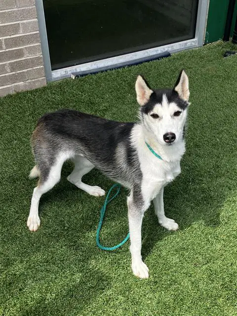Frankie - Husky