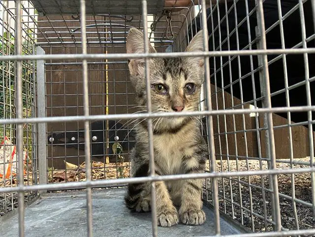 Whiney - Domestic Short Hair