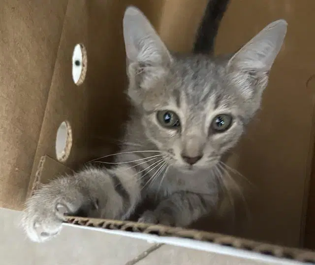 Mayson - Domestic Short Hair