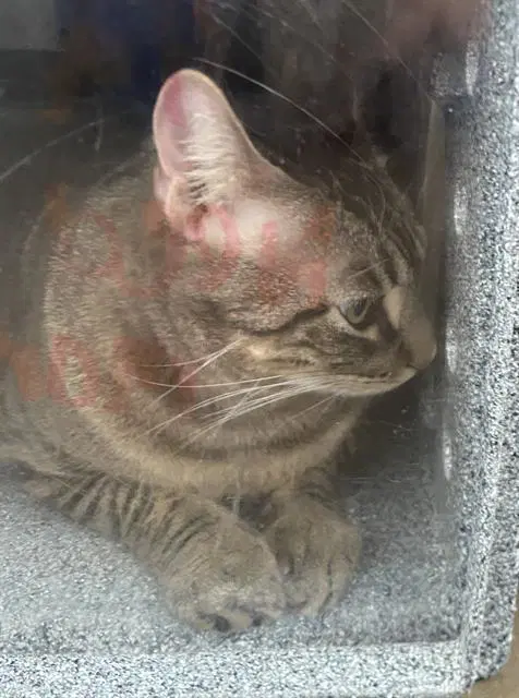 Goober - Domestic Short Hair