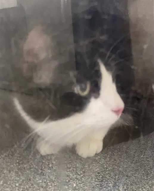 Kiki - Domestic Short Hair