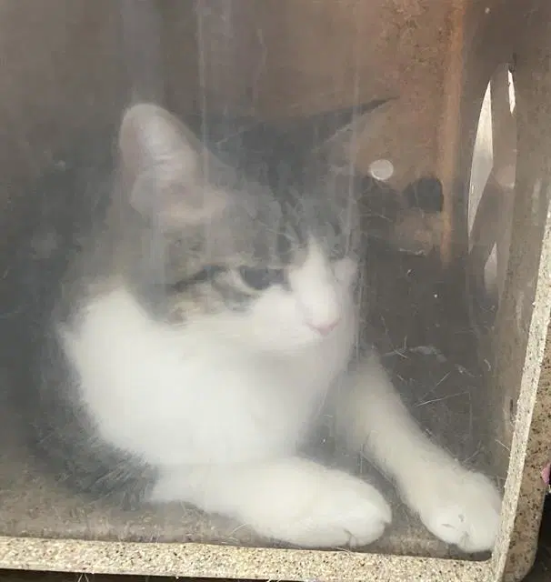 Bizkit - Domestic Short Hair
