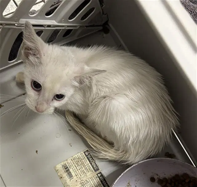 Jupiter - Domestic Short Hair