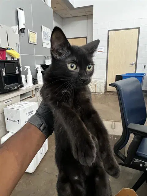 Brodie - Domestic Medium Hair