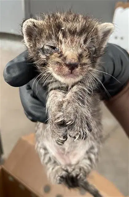 Mars - Domestic Short Hair
